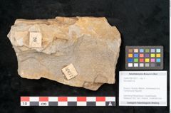 Foto (Objekt + Etikett) von Neuropteris sp.  (NHMW-GEO-2024-0188-10677)
